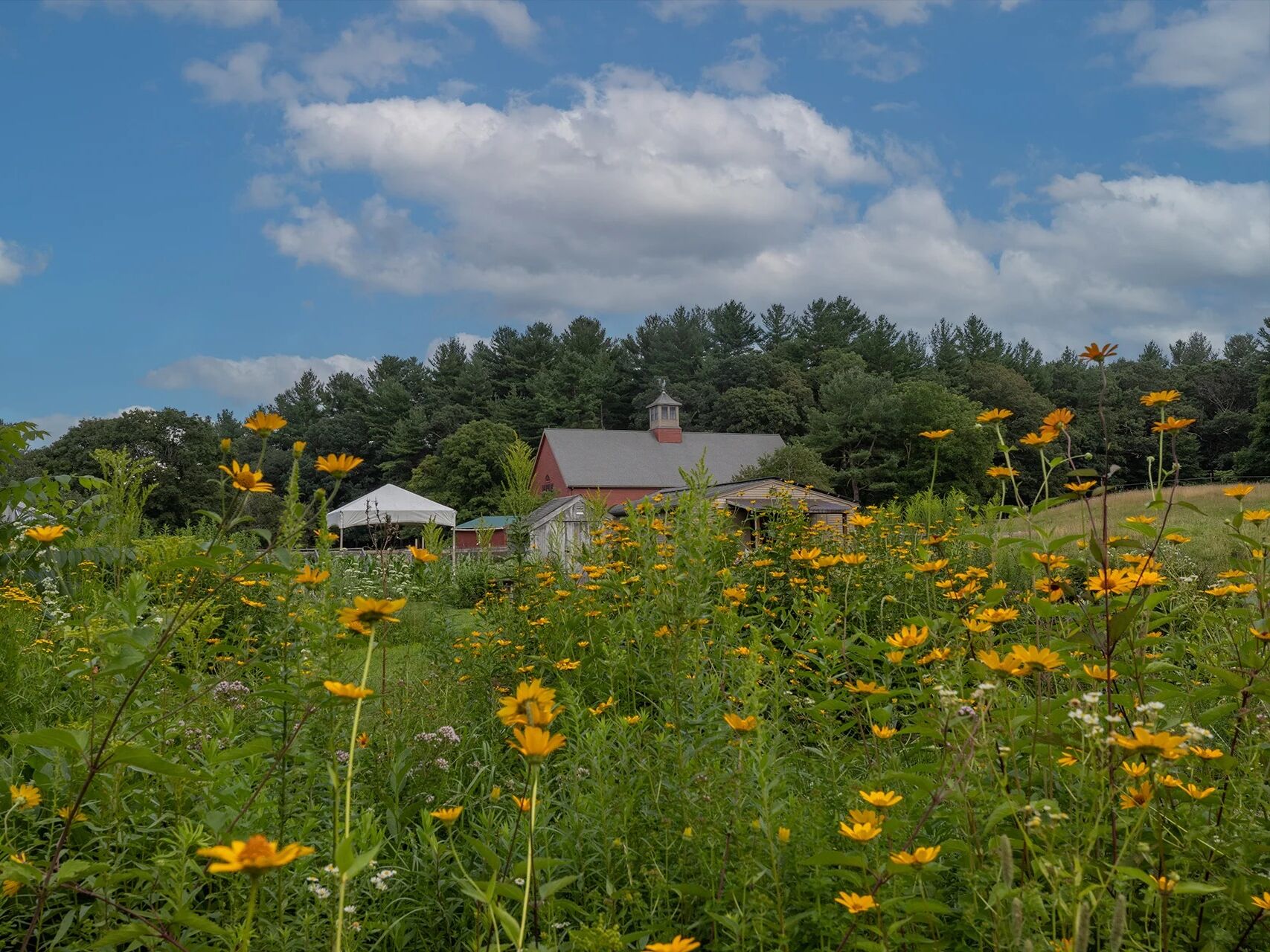 Picture of Mass Audubon's Drumlin Farm