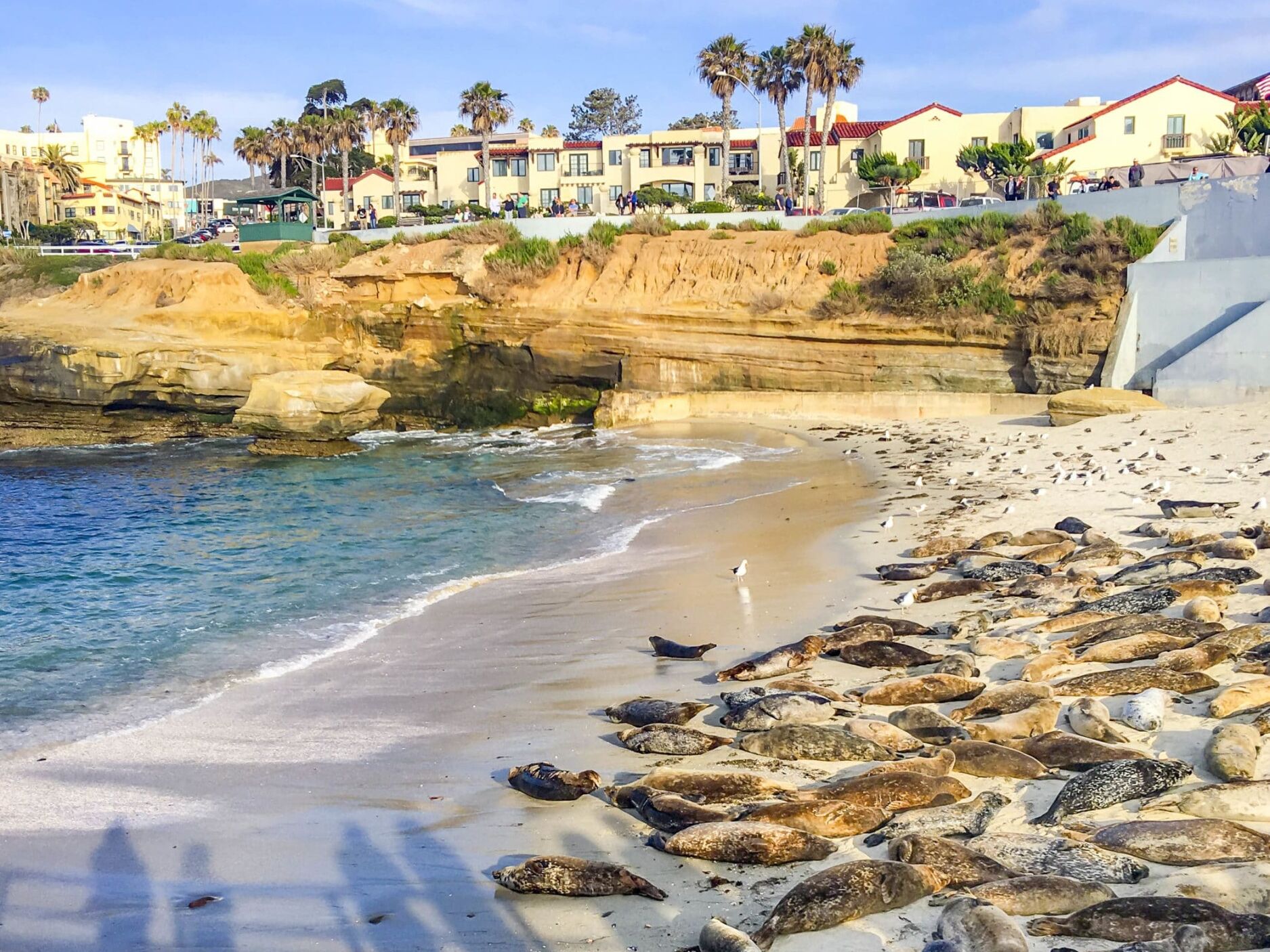 Picture of Lifeguard La Jolla Cove