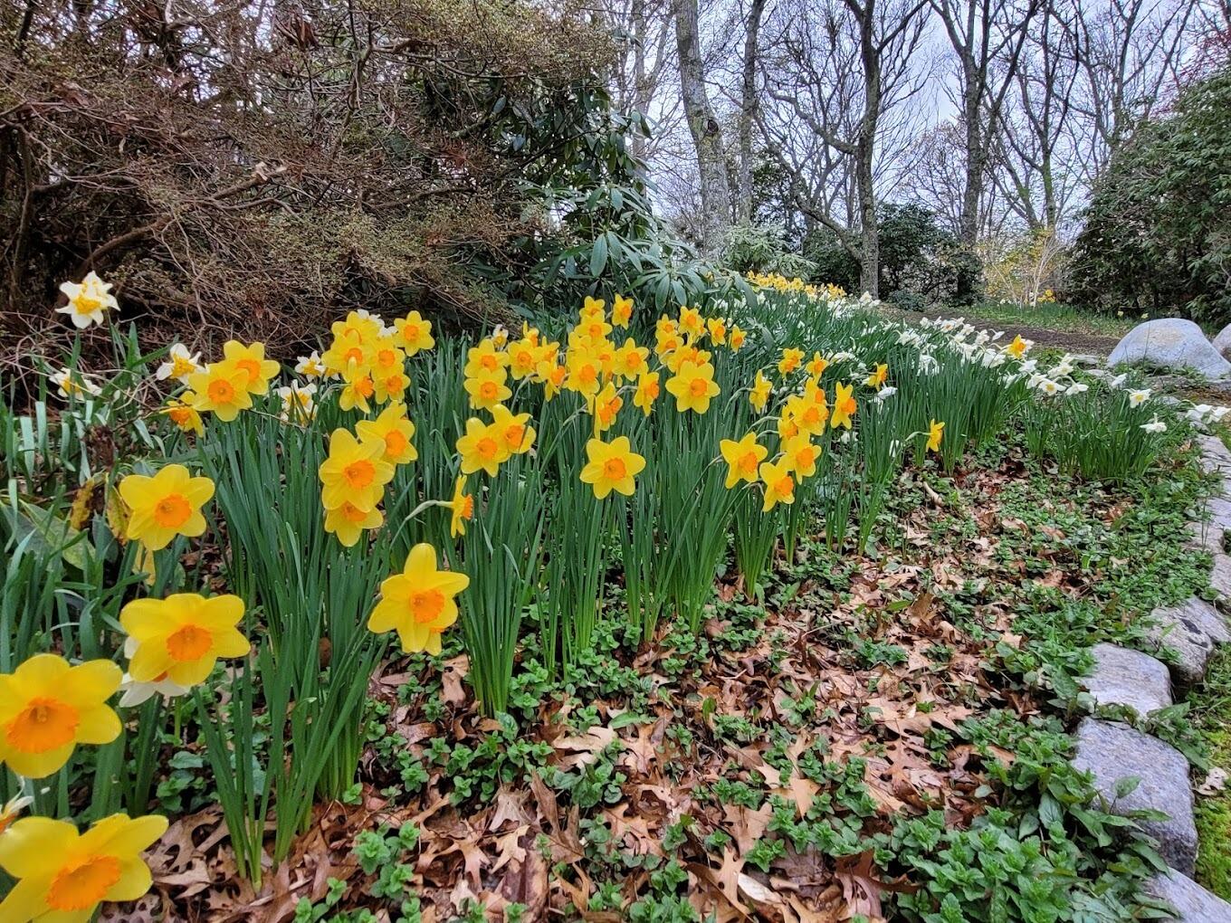 Picture of Spohr Gardens