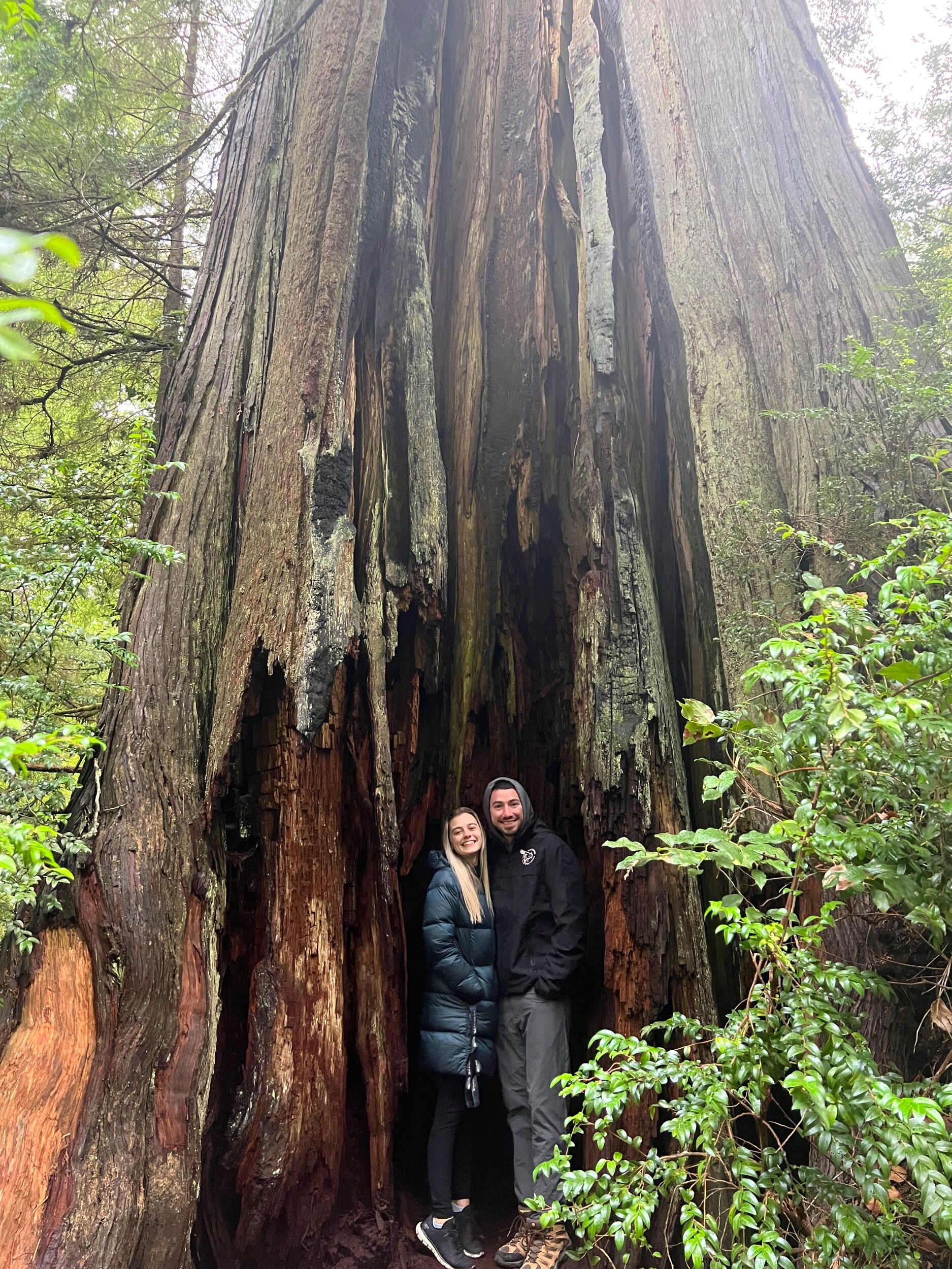 Picture of Kalaloch Big Cedar Nature Trail