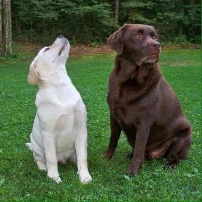 Picture of Honorable Kingston & Royal Holiday-The Pups