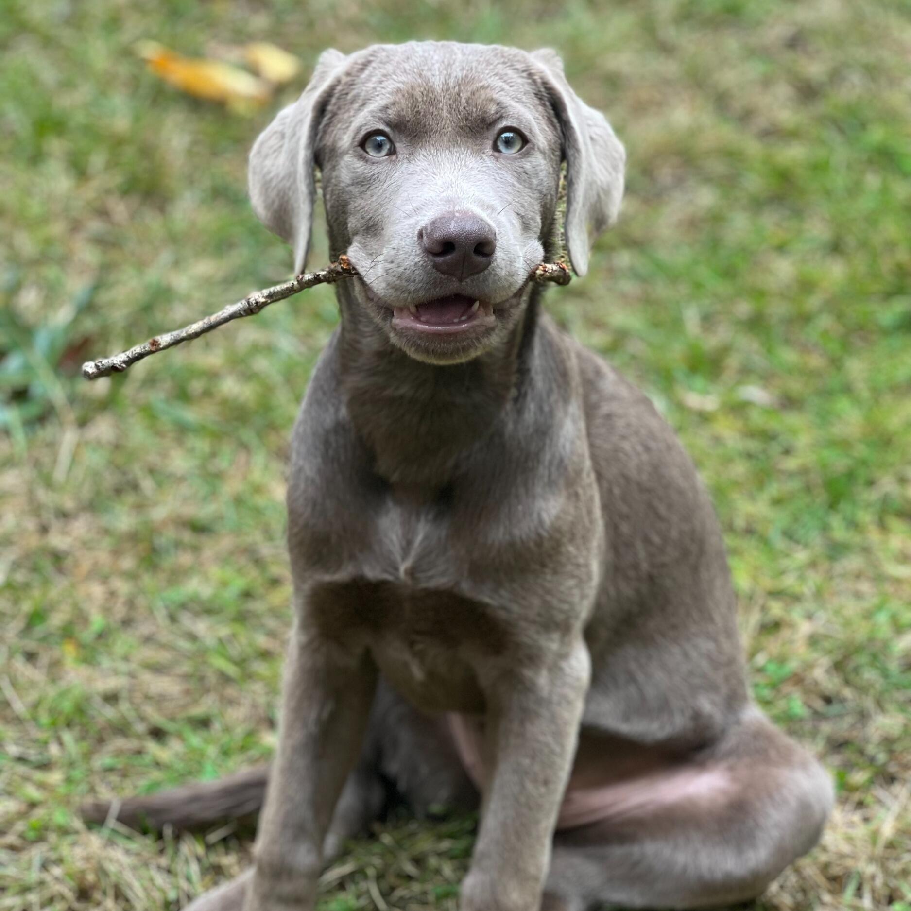 Picture of PUPPY LOVE