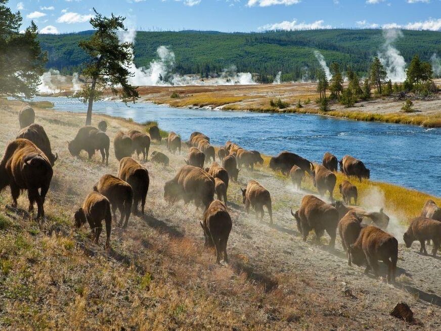 Picture of Yellowstone National Park