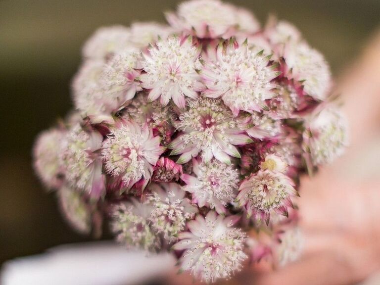 A romantic bouquet of astrantia flowers