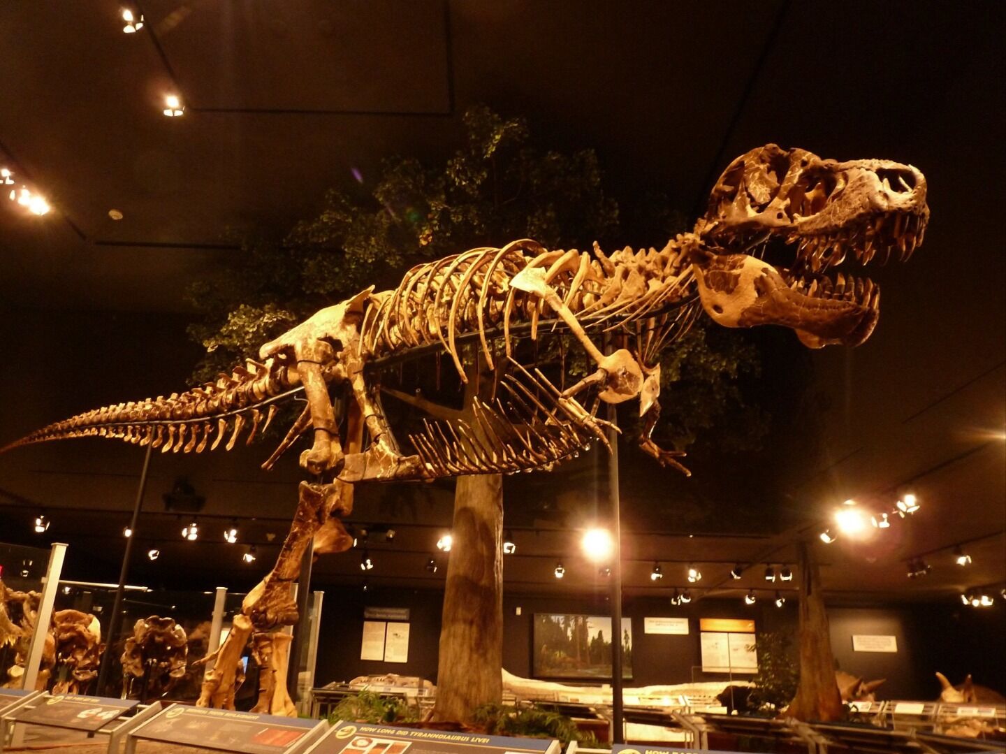 Picture of Museum of the Rockies