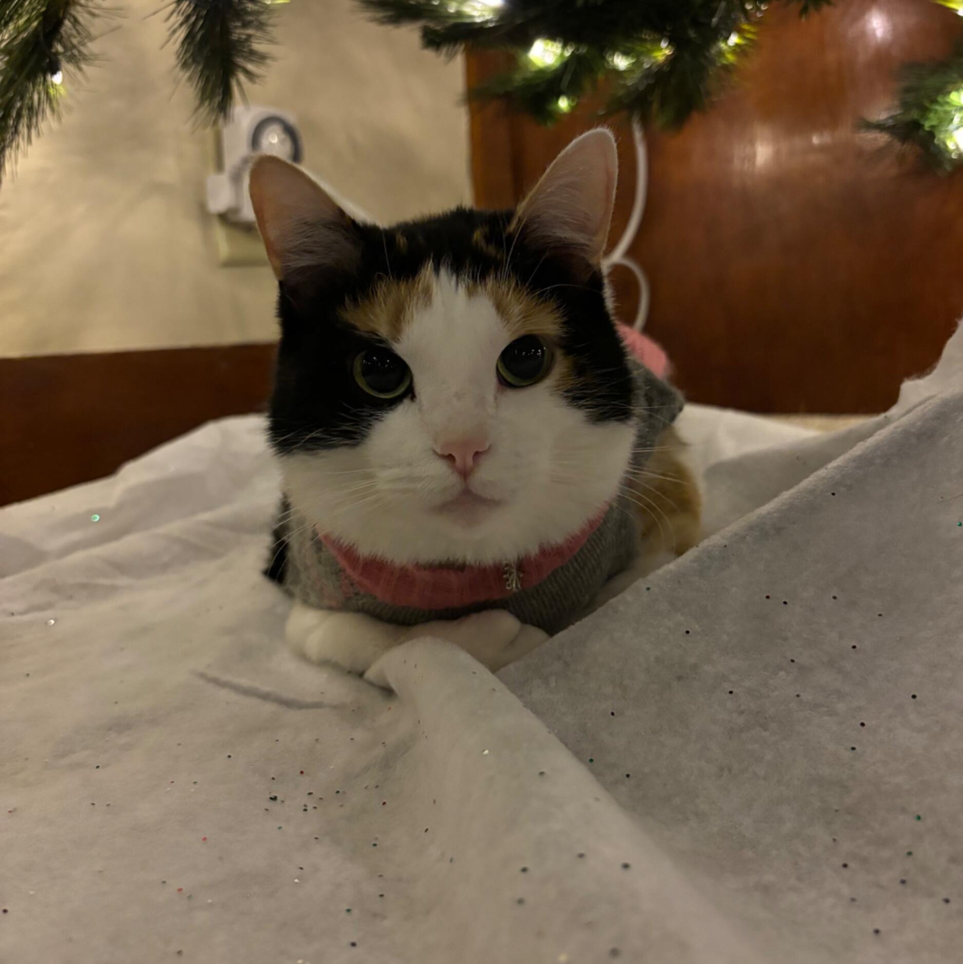 Gina
