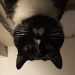 Mooch