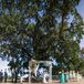 Outdoor Ceremony Under Large Oak Tree