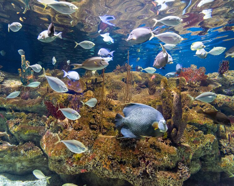 Picture of Fort Fisher Aquarium