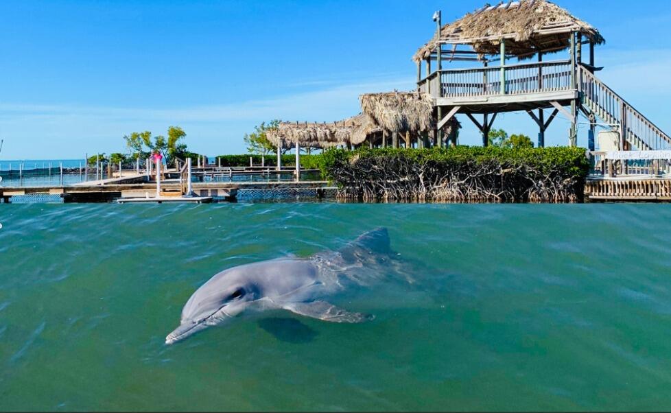 Picture of Dolphin Research Center