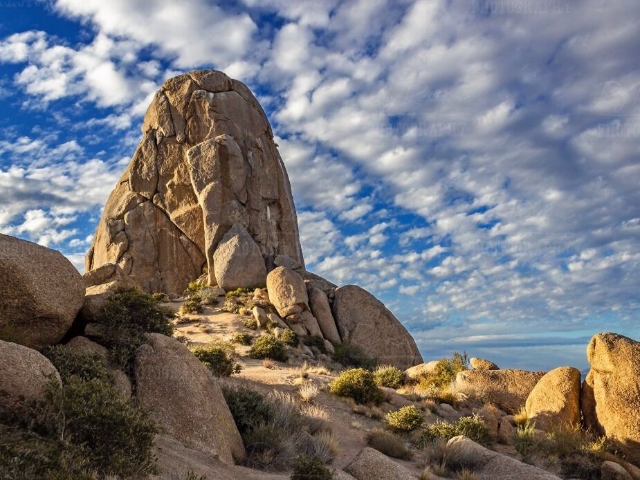 Picture of Tom's Thumb