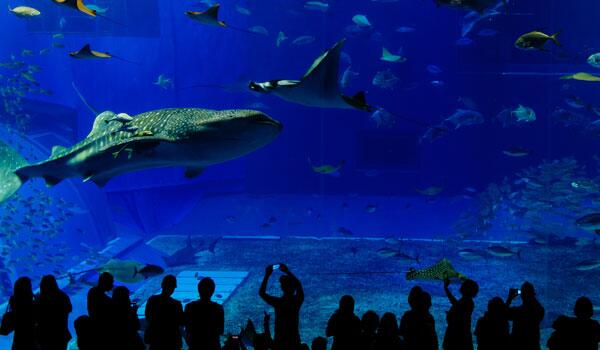Picture of Shedd Aquarium