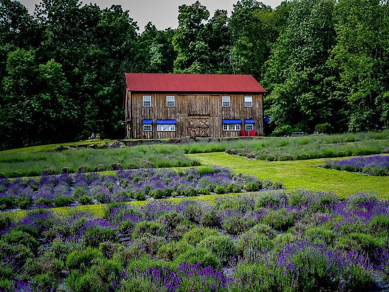 Picture of Peace Valley Lavender Farm
