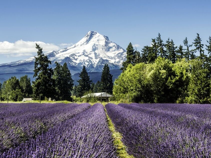 Picture of Hood River Lavender Farms