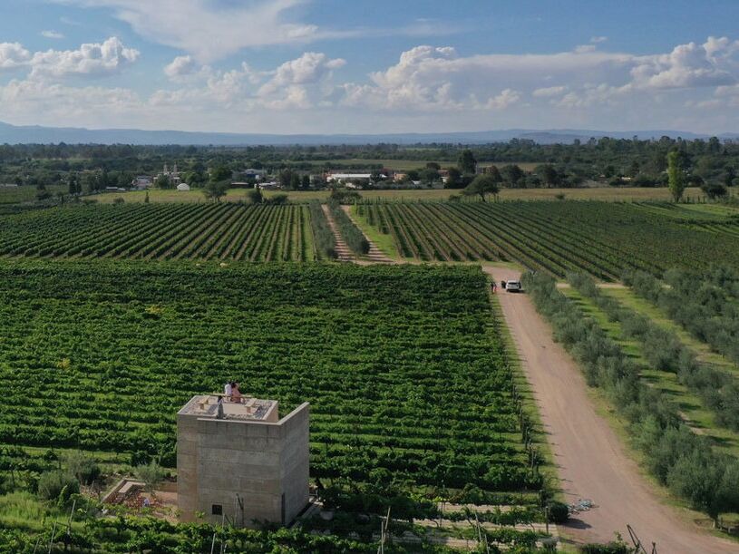 Picture of VIÑEDO - CUNA DE TIERRA
