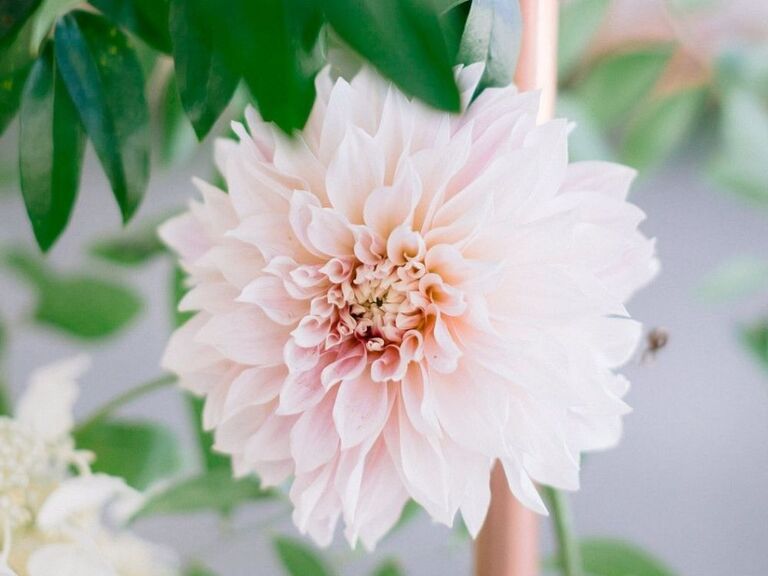 Romantic pink dahlia flower