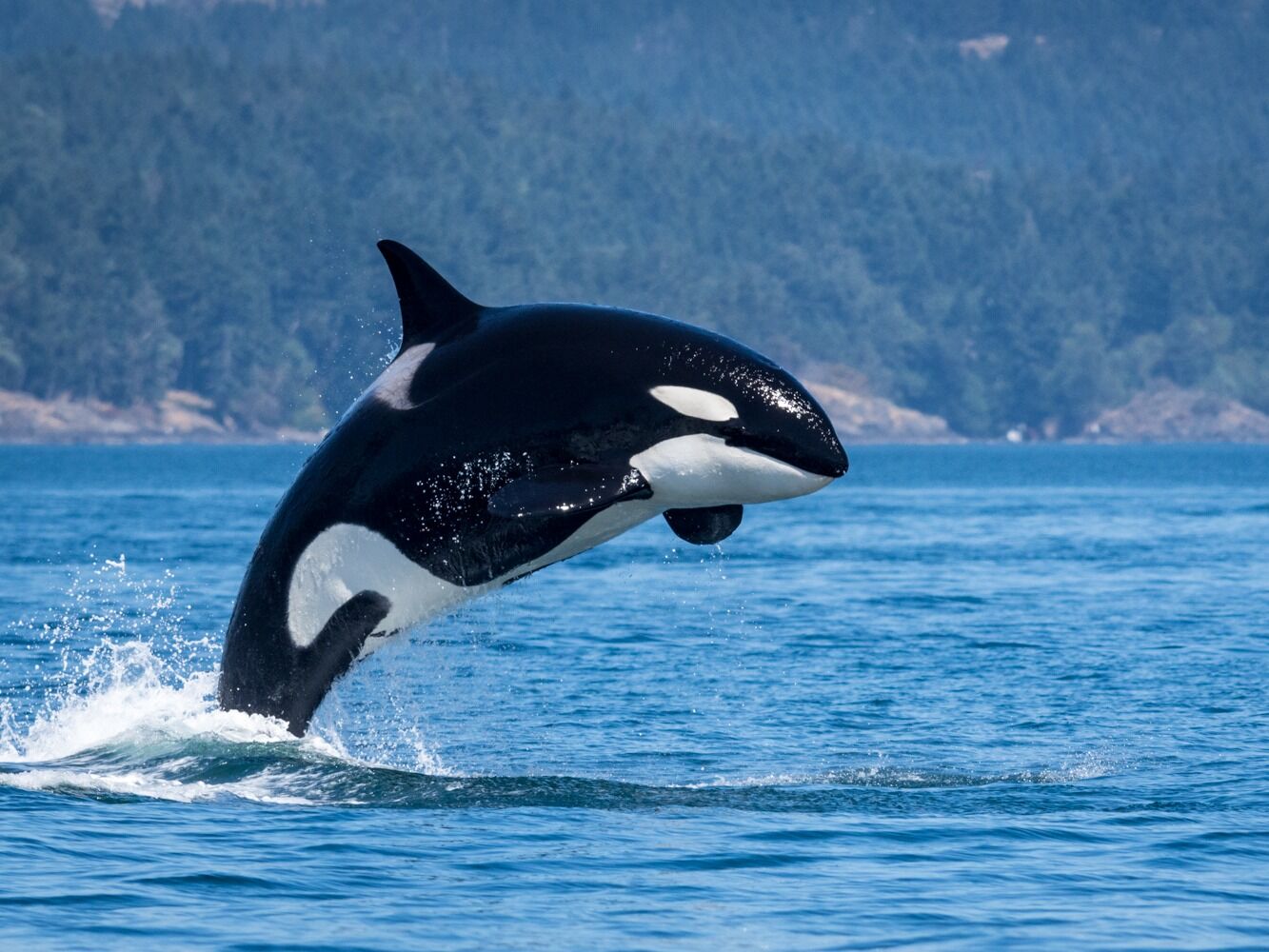 Picture of Island Adventures