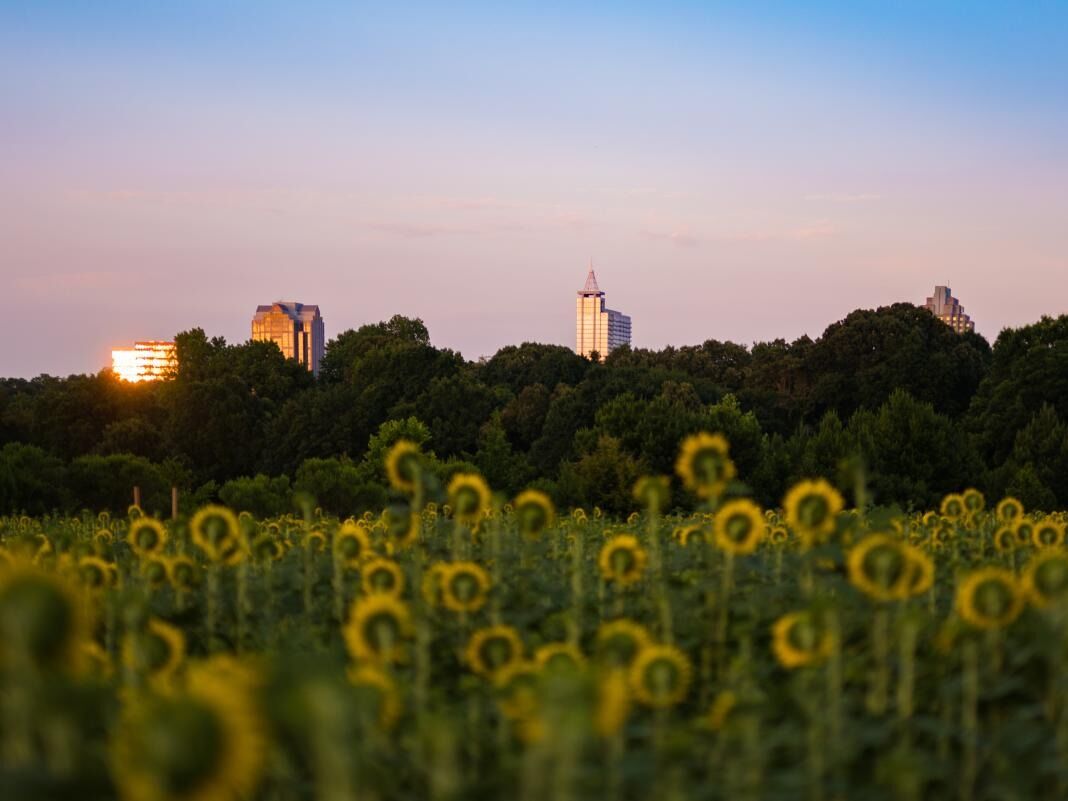 Picture of Sunflower Field at Dorothea Dix Park