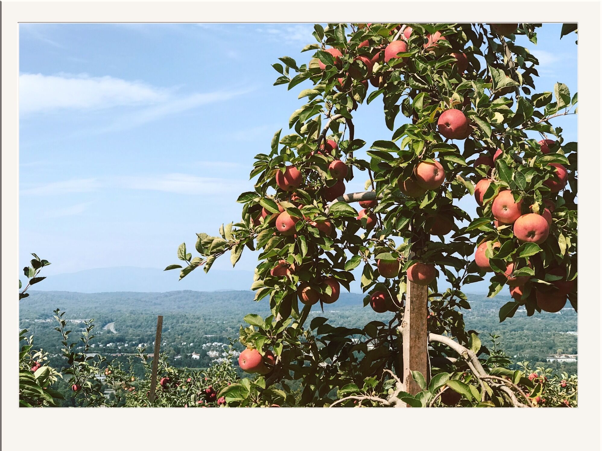 Picture of Carter Mountain Orchard and Country Store