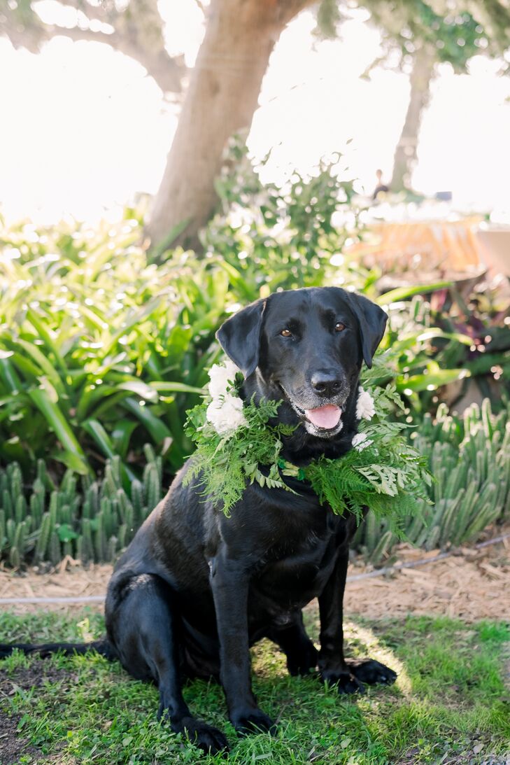 Dog with Greenery Wreath
