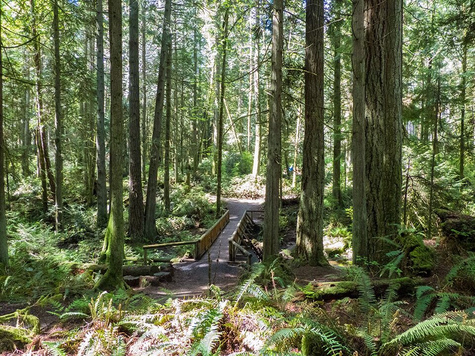 Picture of Explore a Hiking Trail in the Grand Forest