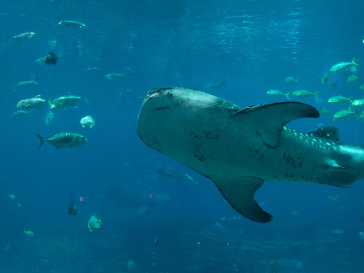 Picture of Georgia Aquarium