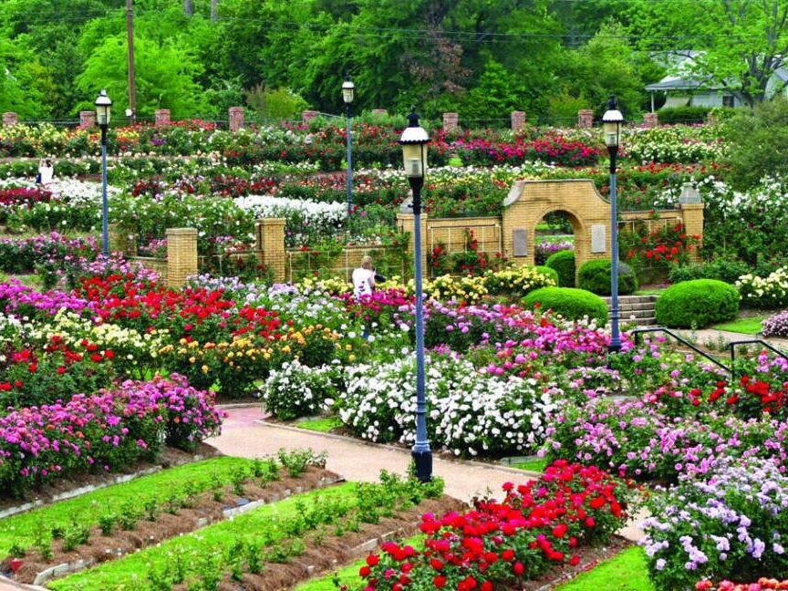 Picture of Tyler Rose Garden