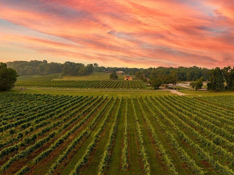 Picture of Arrington Vineyards