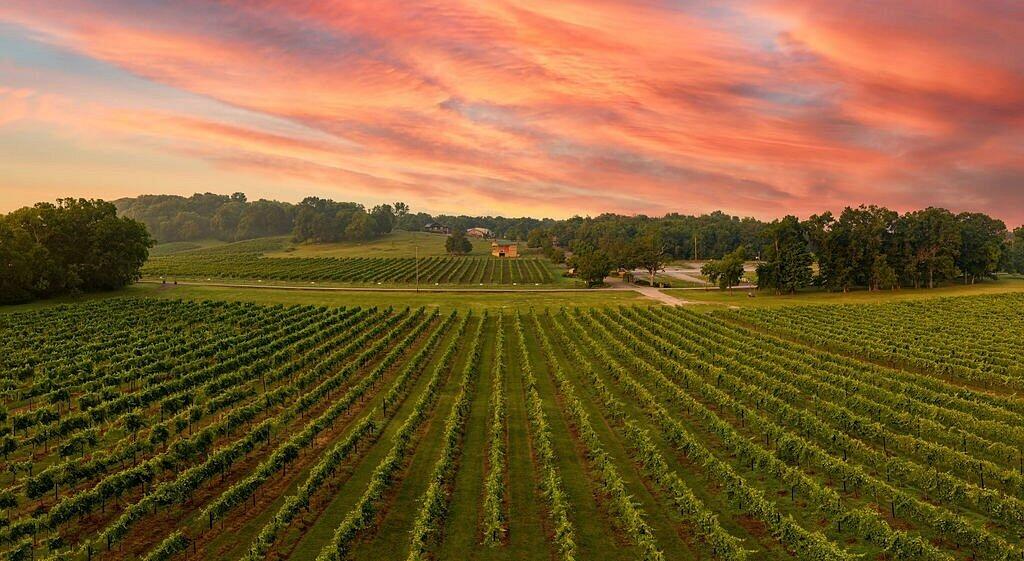 Picture of Arrington Vineyards