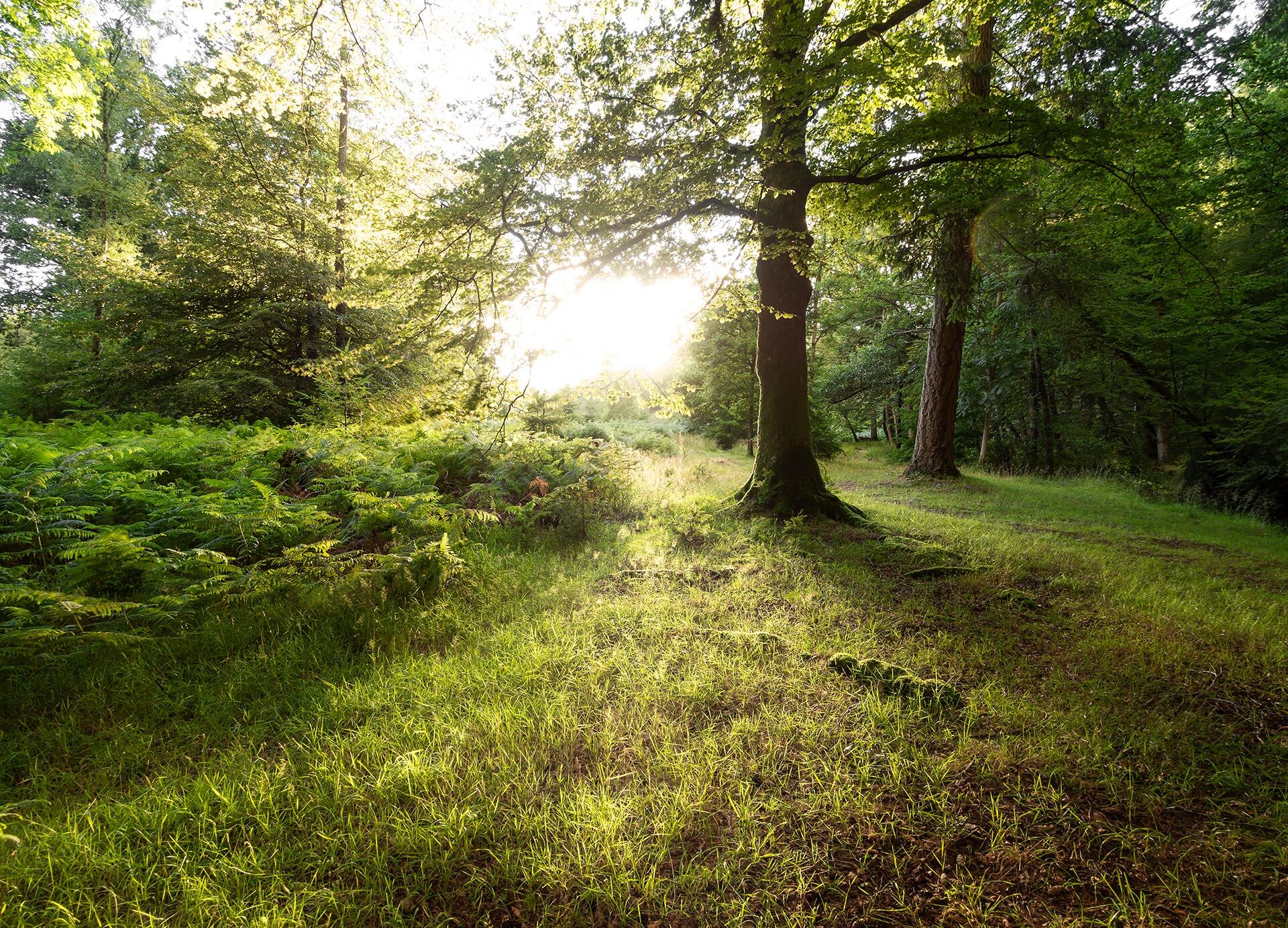 Picture of New Forest National Park