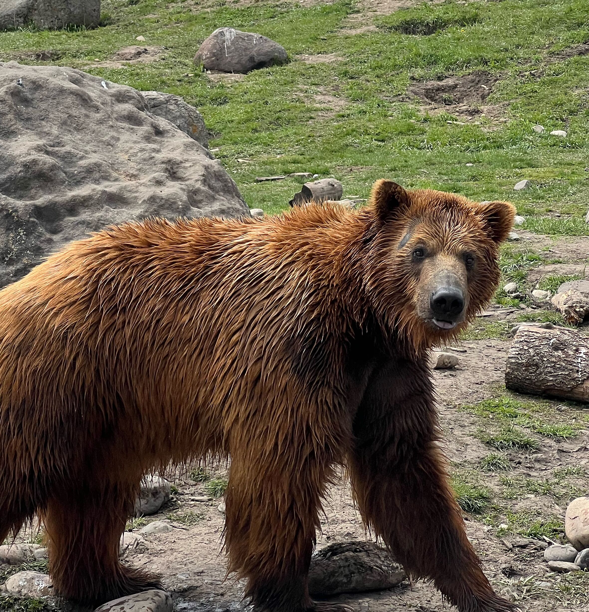 Picture of Montana Grizzly Encounter