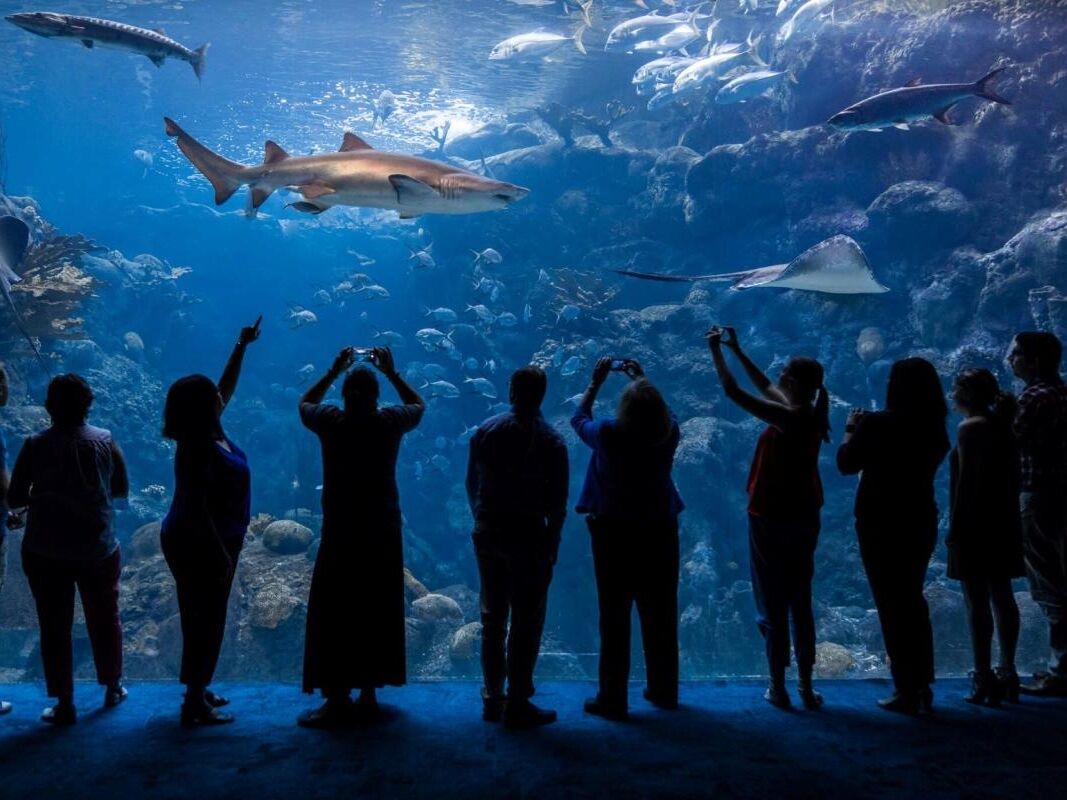 Picture of The Florida Aquarium