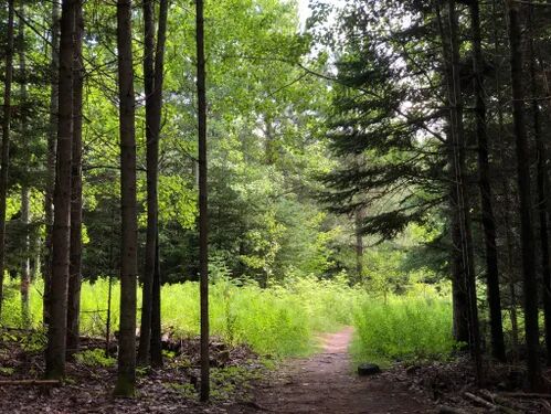 Picture of Bonshaw Hiking Trails