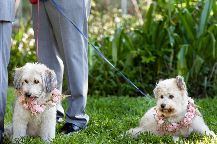 Puppy Ring Bearer