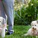 Puppy Ring Bearer