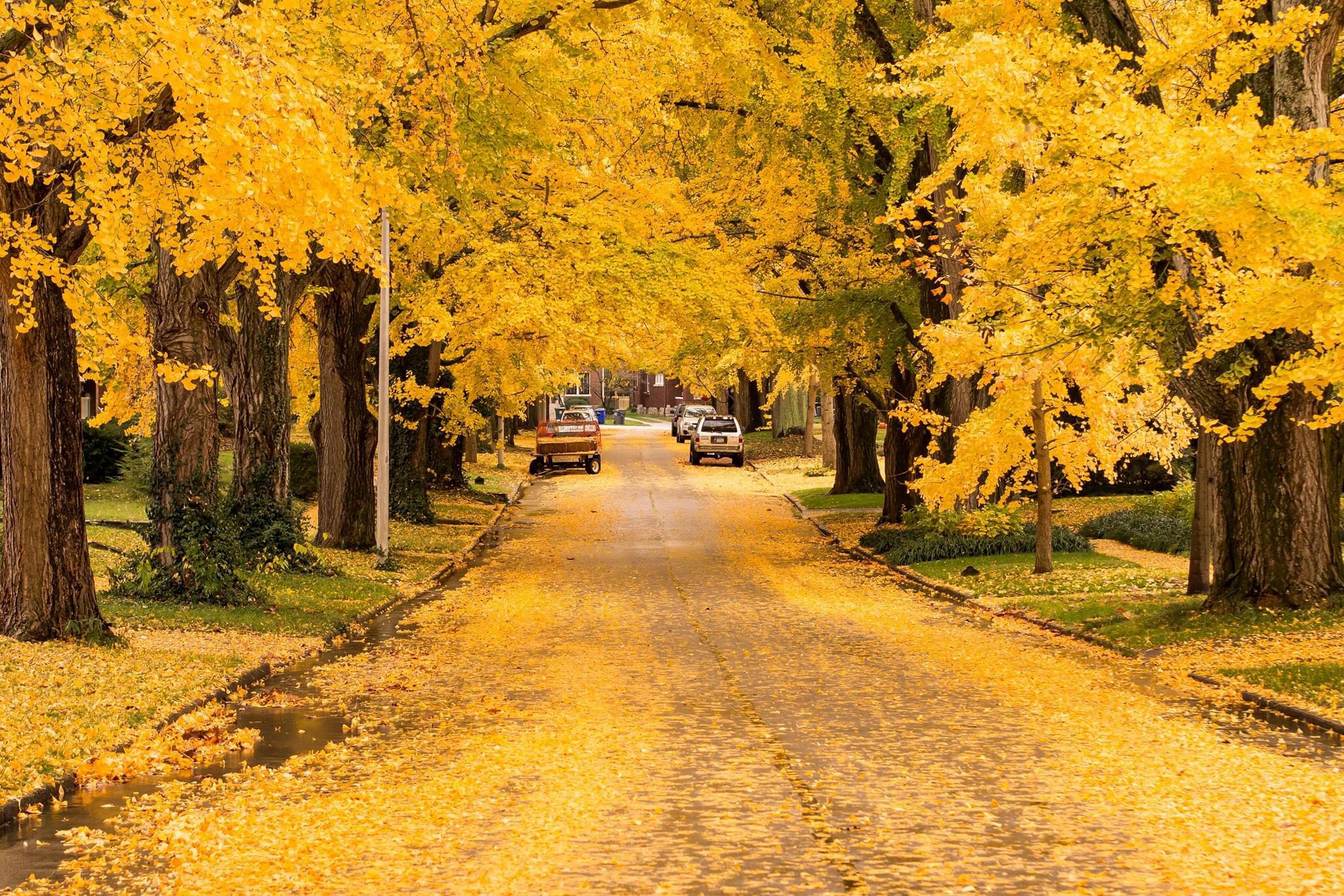 Picture of Catalpa Street 