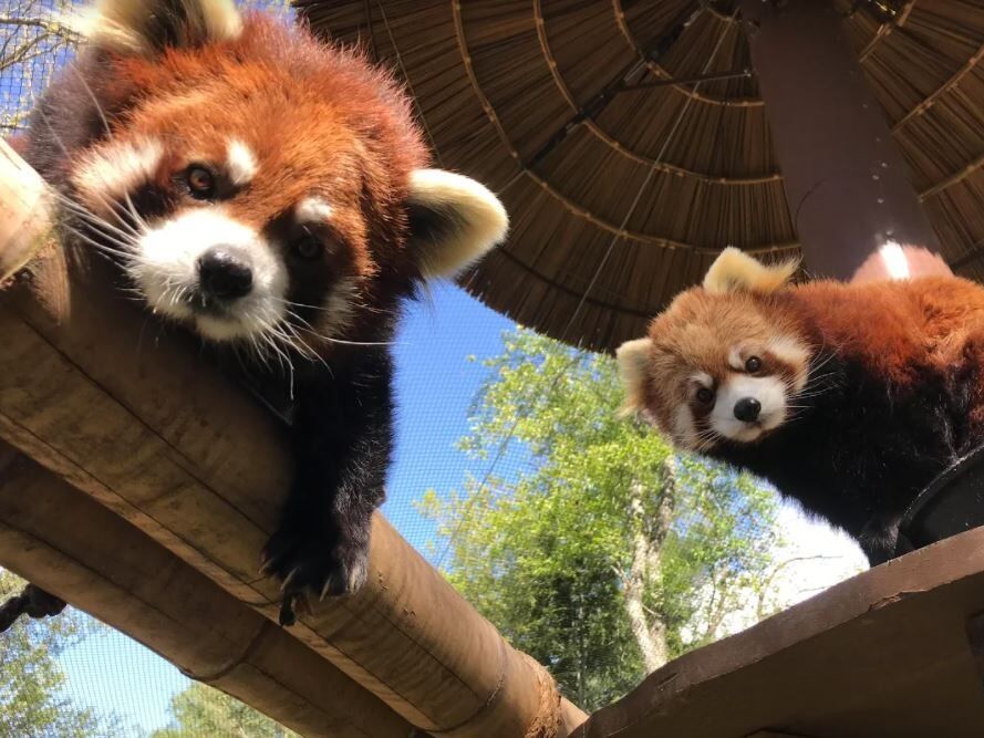 Picture of Friends of Western North Carolina Nature Center