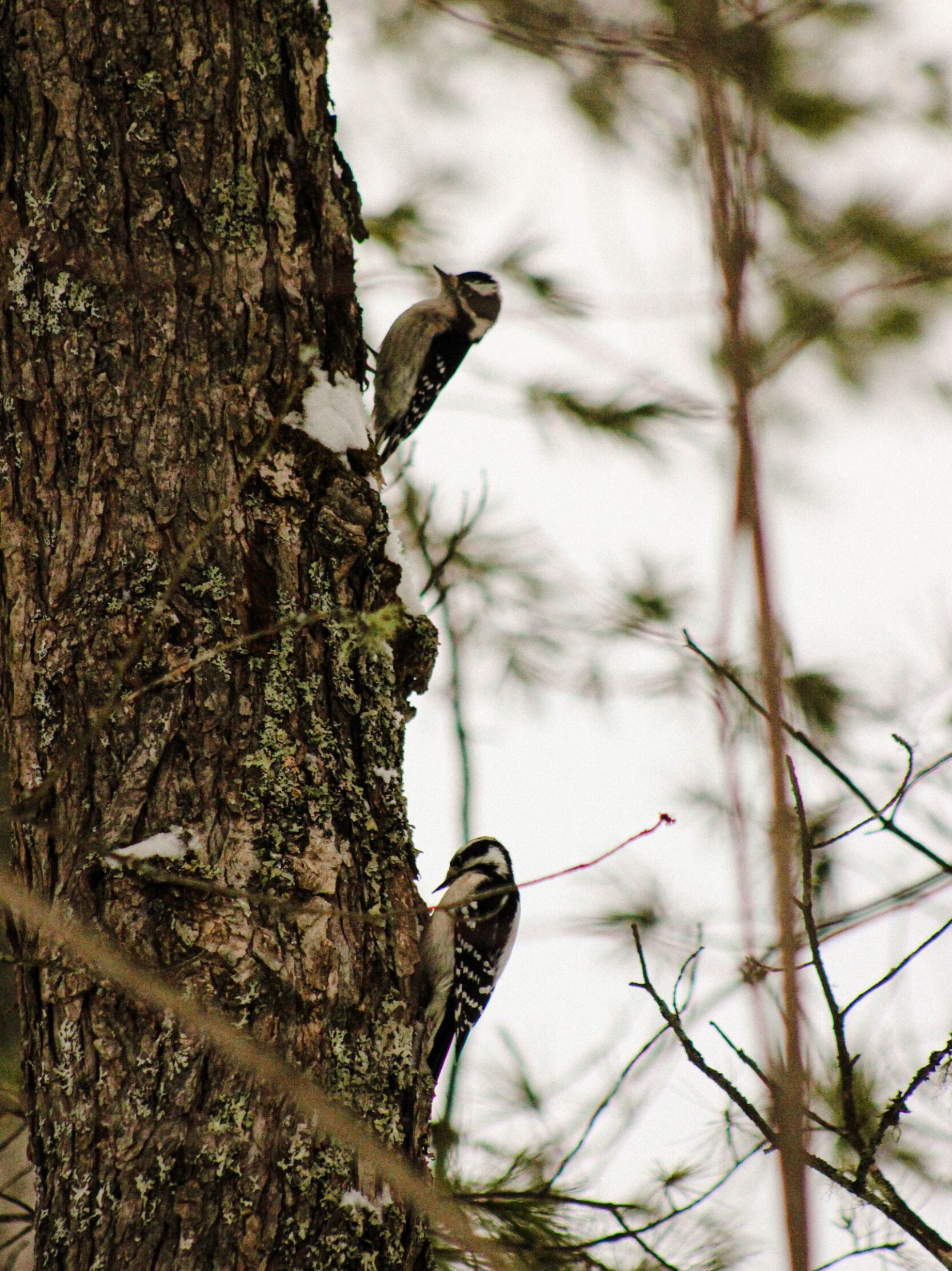 Picture of Bird Watching
