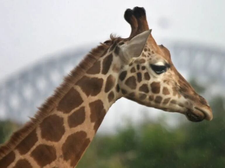 Picture of Taronga Zoo Sydney