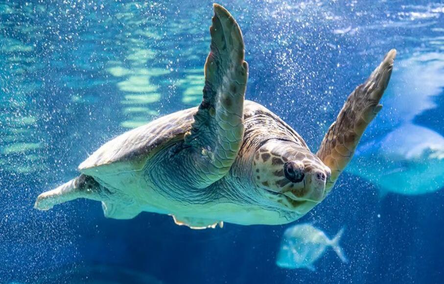 Picture of Key West Aquarium