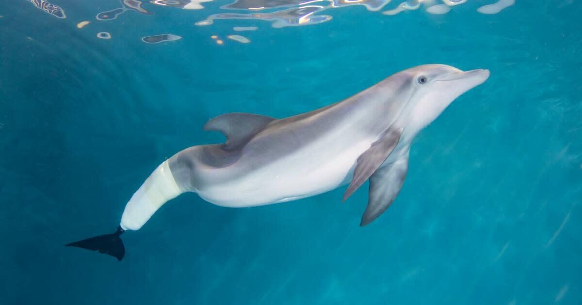 Picture of Clearwater Marine Aquarium