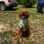Scout