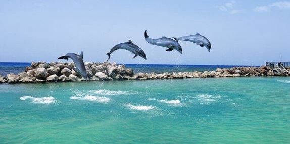 Picture of Dolphin Cove