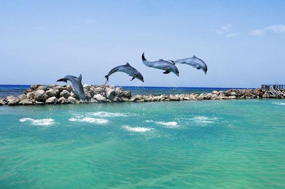 Picture of Dolphin Cove