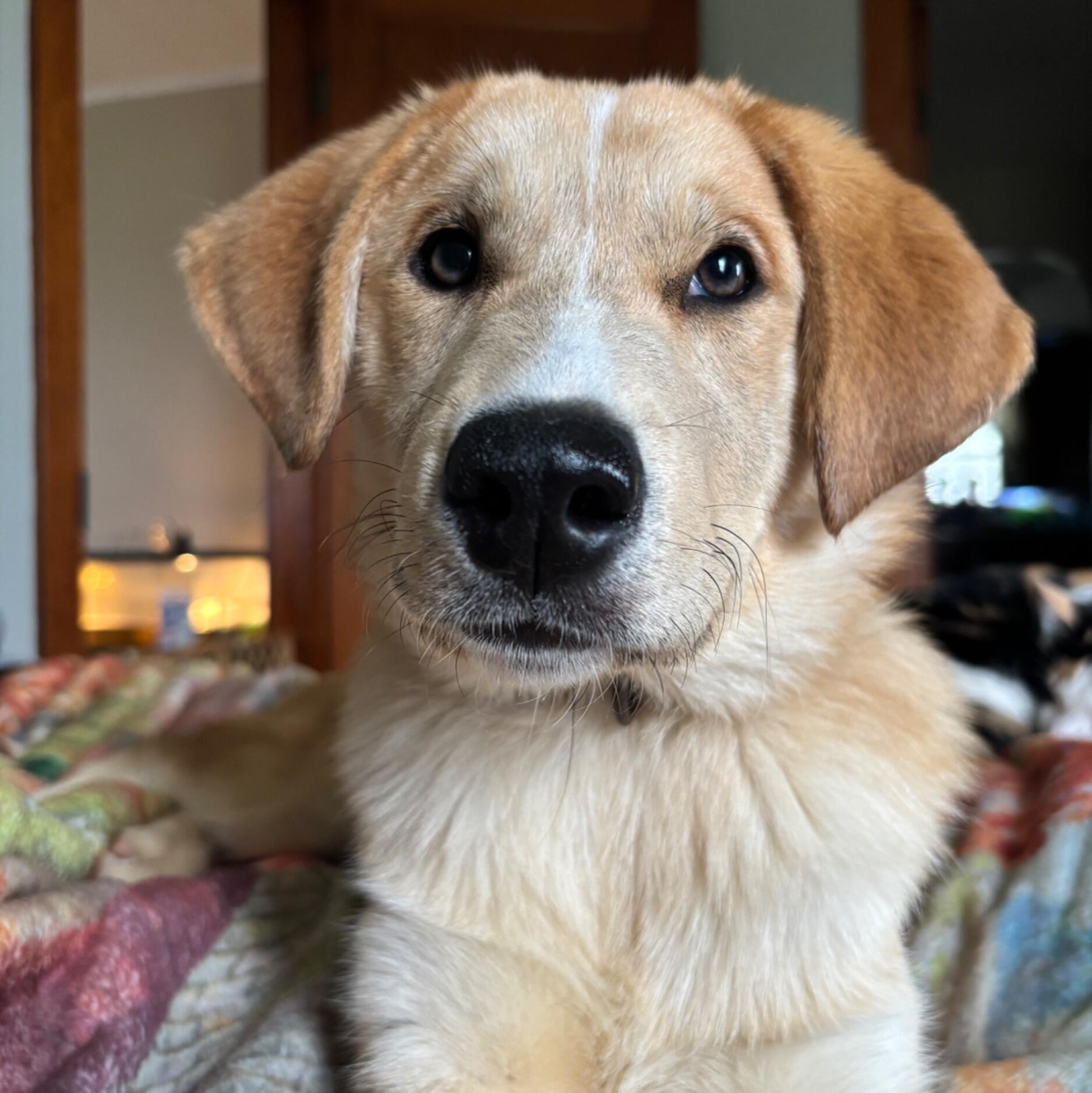 Sadie