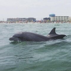 Picture of Cape May Whale Watcher