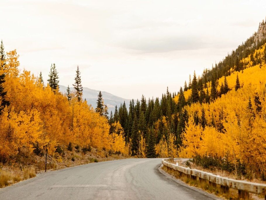 Picture of Leaf peeping