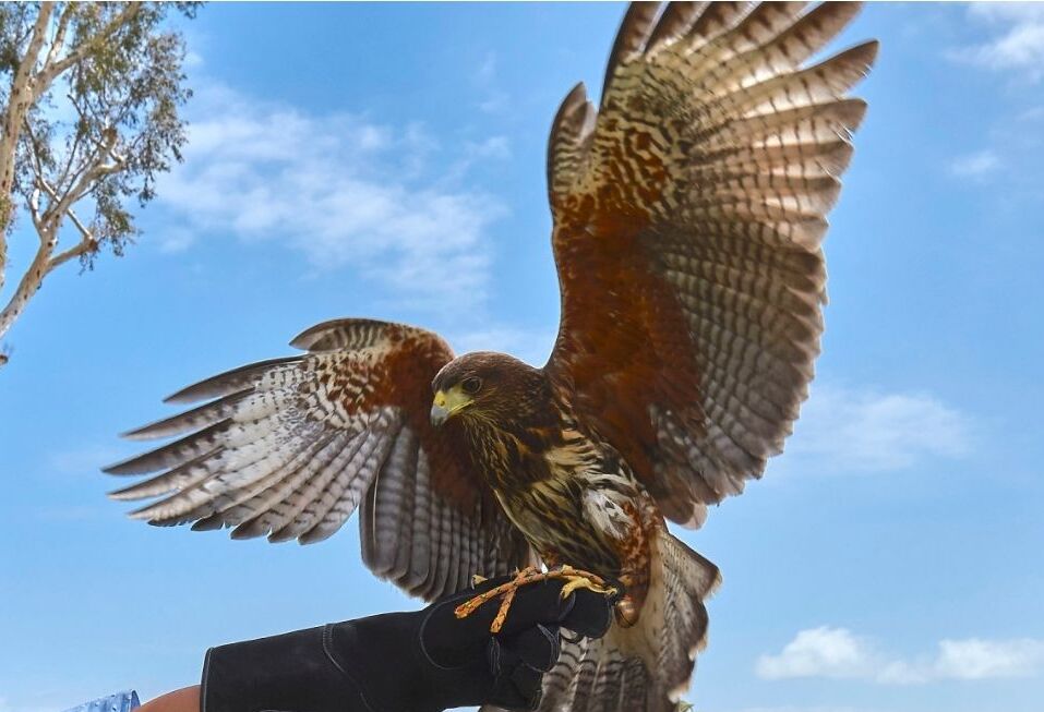 Picture of Catalina Falconry Experience