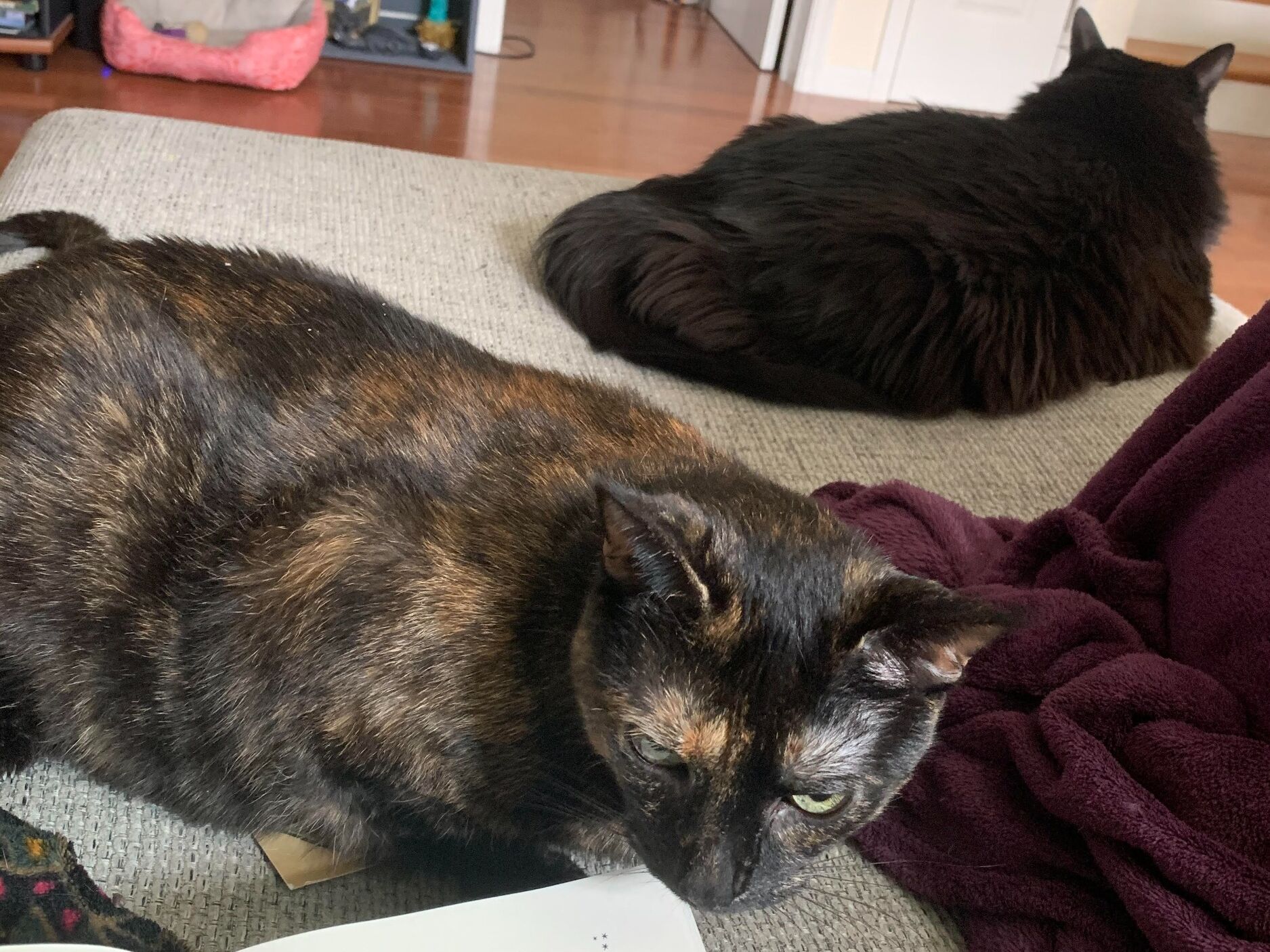 Picture of Our Cats 