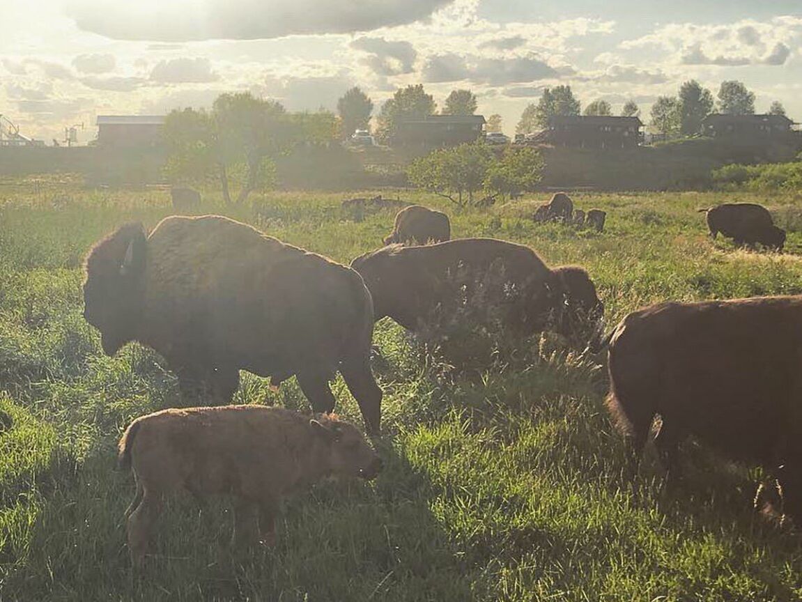 Picture of Terry Bison Ranch Resort